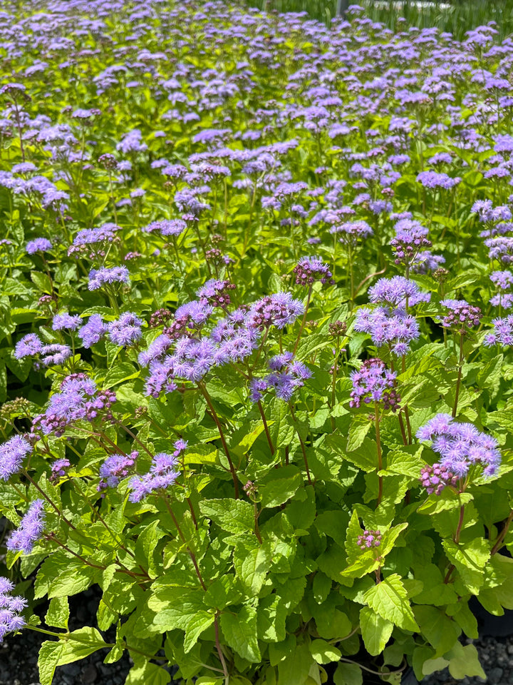 Eupatorium coelestinum (syn. Conoclinium coelestinum) (Hardy Ageratum/Blue Mistflower)