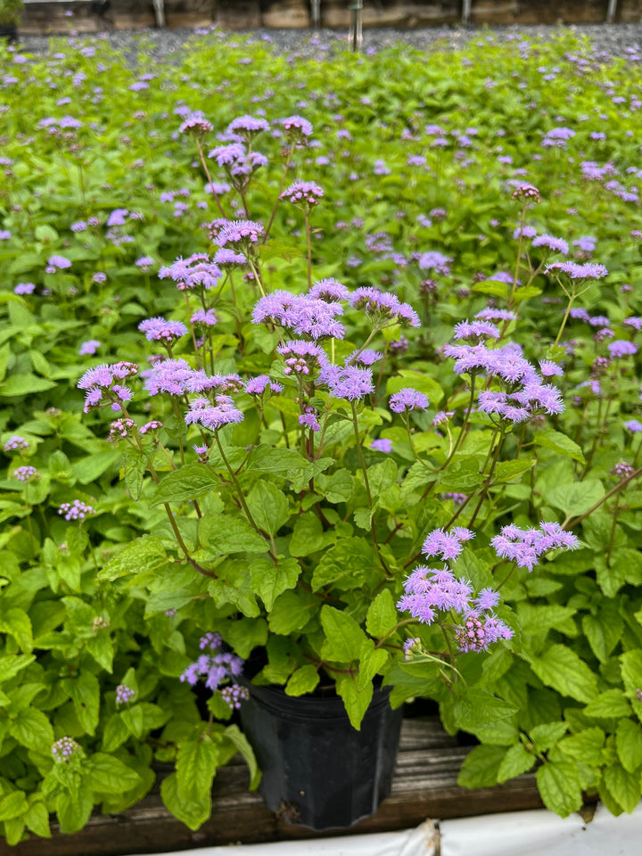 Eupatorium coelestinum (syn. Conoclinium coelestinum) (Hardy Ageratum/Blue Mistflower)