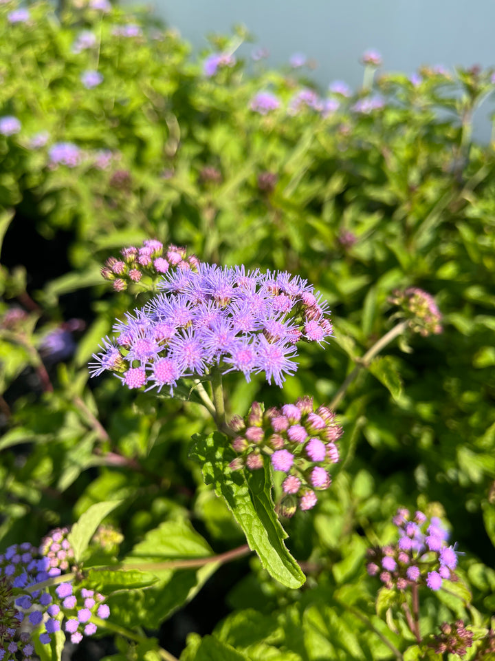 Eupatorium coelestinum (syn. Conoclinium coelestinum) (Hardy Ageratum/Blue Mistflower)