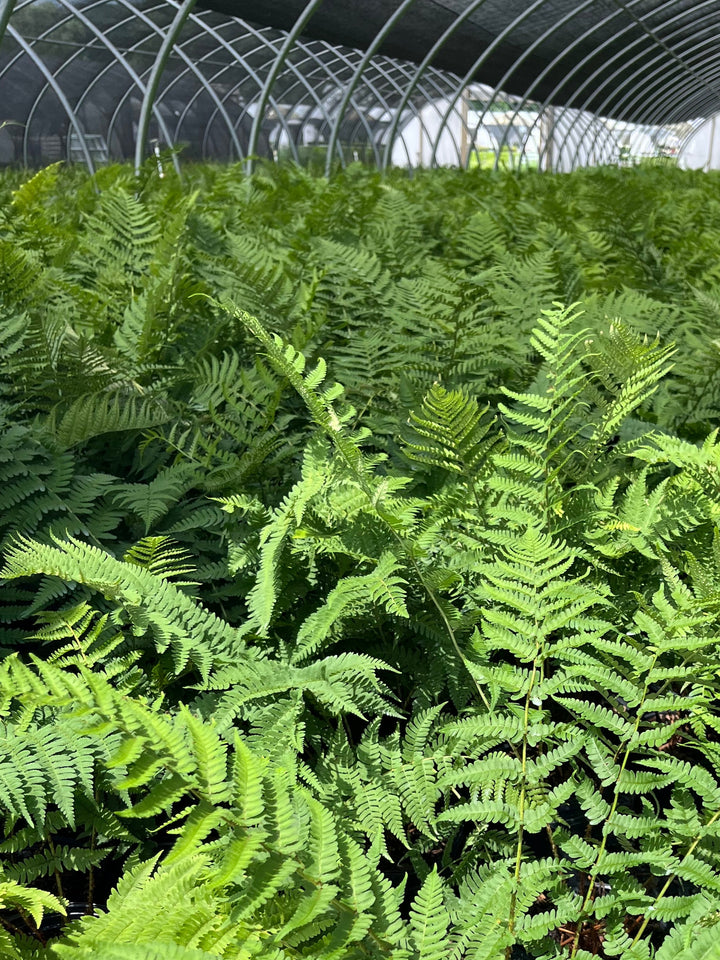 Dryopteris marginalis (Evergreen Wood Fern)