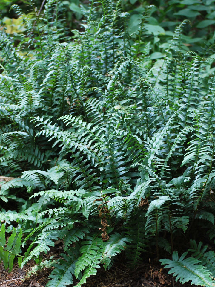 Polystichum acrostichoides (Christmas Fern)