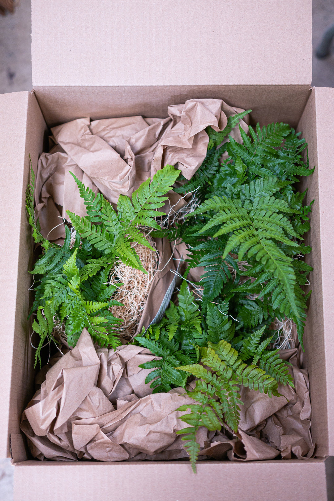 Dryopteris erythrosora 'Brilliance' (Brilliance Autumn Fern)