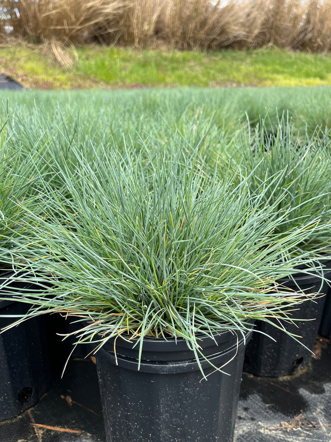 Festuca glauca 'Cool as Ice' (Blue Fescue)