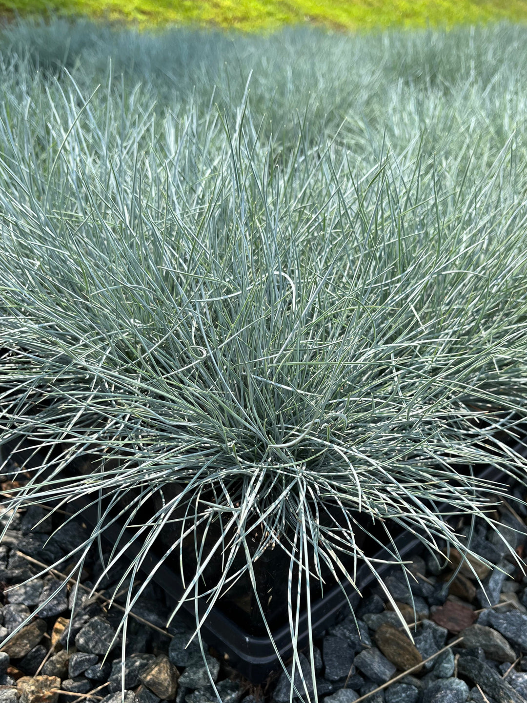 Festuca glauca 'Elijah Blue' (Blue Fescue)