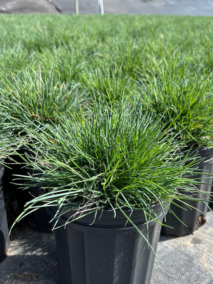 Festuca glauca 'Elijah Blue' (Blue Fescue)