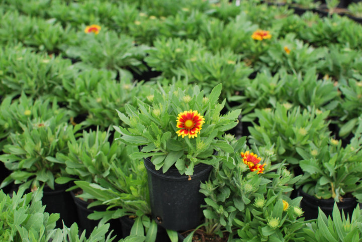 Gaillardia x grandiflora 'Arizona Sun' (Blanket Flower)