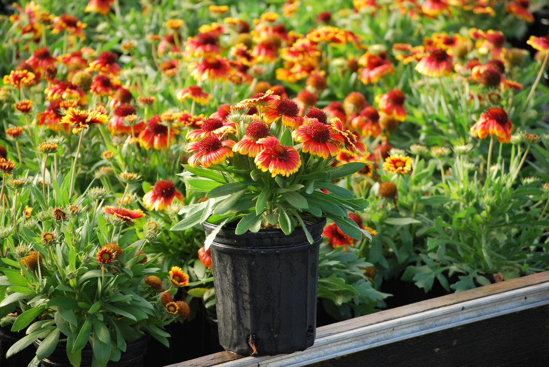 Gaillardia x grandiflora 'Arizona Sun' (Blanket Flower)