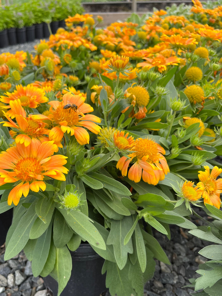 Gaillardia Spintop™ ‘Mango’ (Blanket Flower)