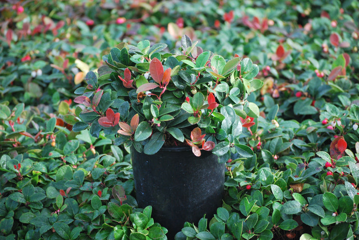 Gaultheria procumbens (Wintergreen)