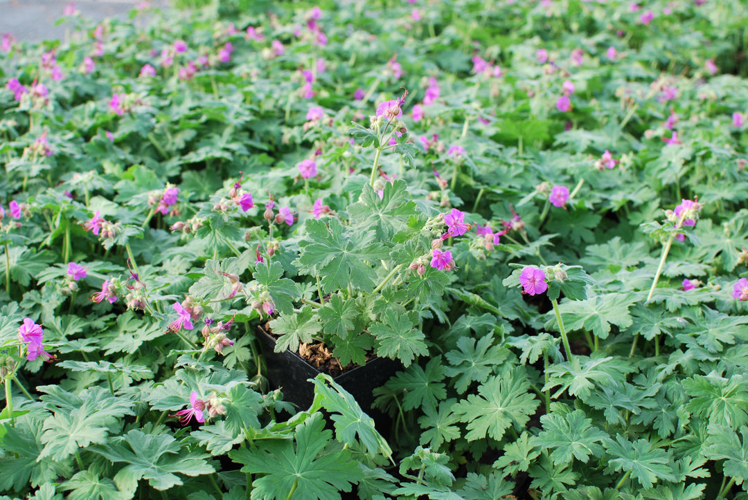 Geranium macrorrhizum 'Bevan's Variety' (Bigroot Geranium)