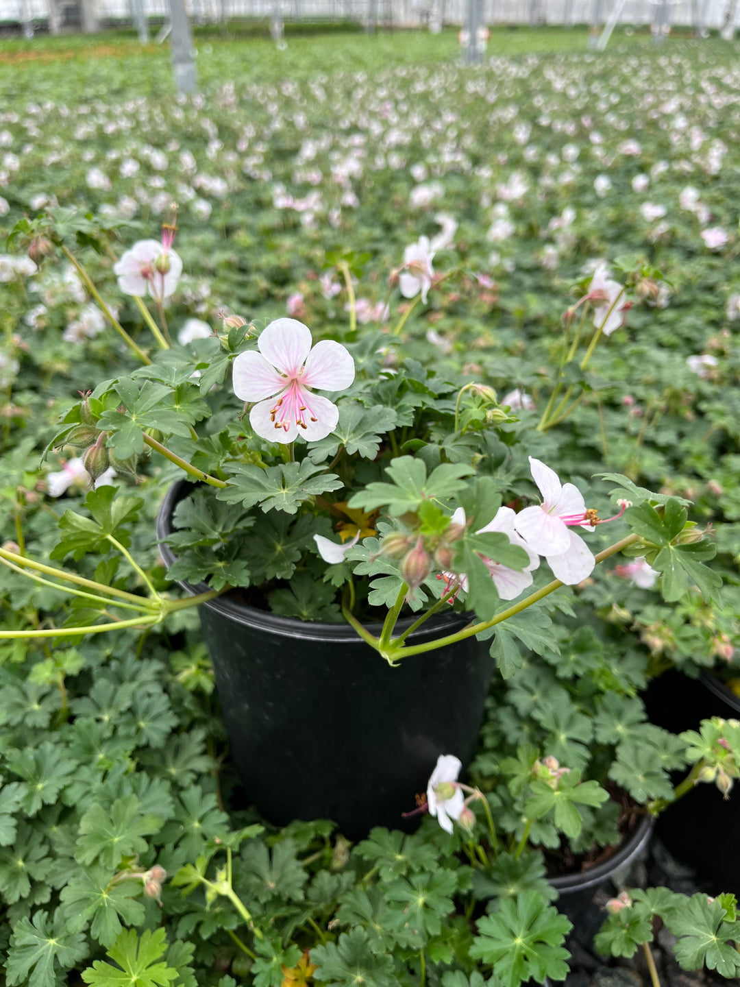 Geranium cantabrigiense 'Biokovo' (Cranesbill)