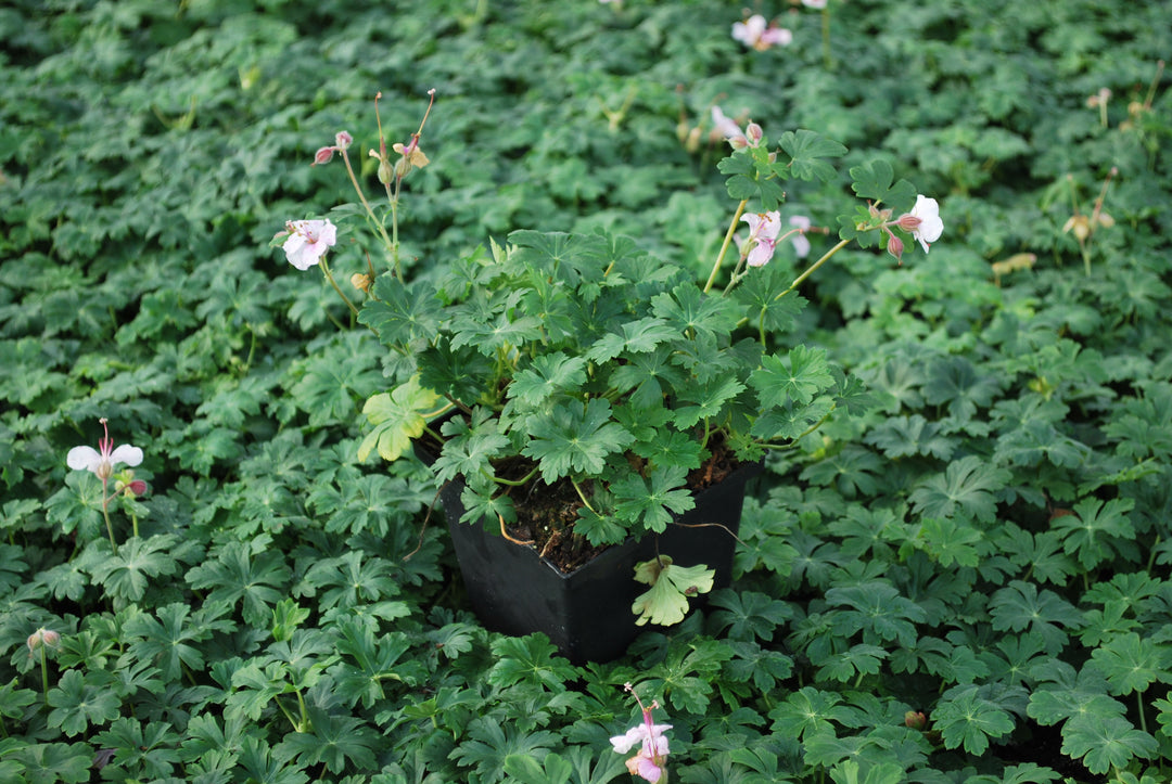 Geranium cantabrigiense 'Biokovo' (Cranesbill)