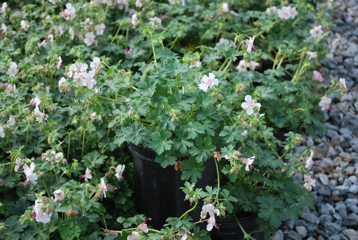 Geranium cantabrigiense 'Biokovo' (Cranesbill)