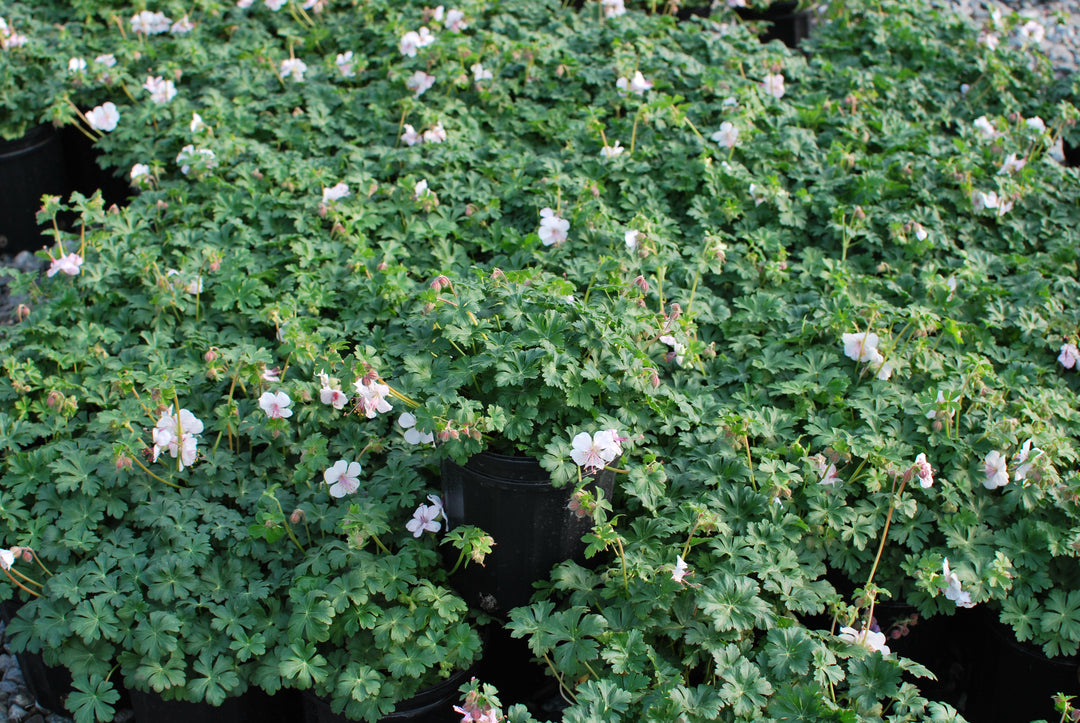 Geranium cantabrigiense 'Biokovo' (Cranesbill)