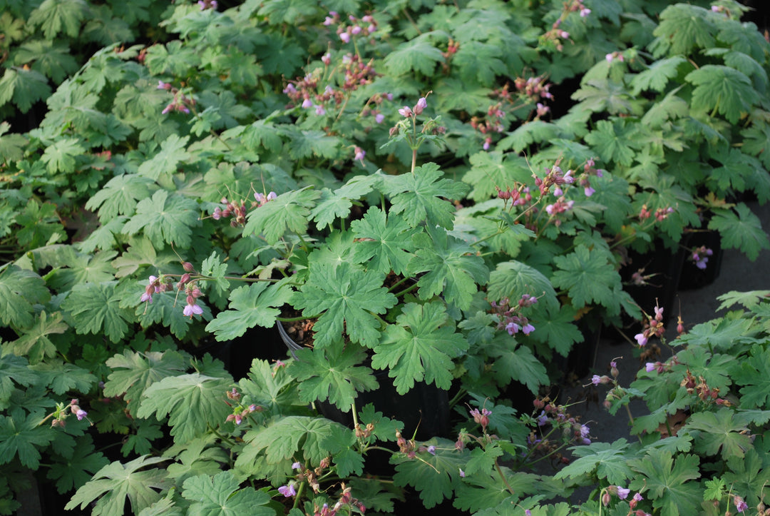 Geranium macrorrhizum 'Ingwersen's Variety' (Bigroot Geranium)