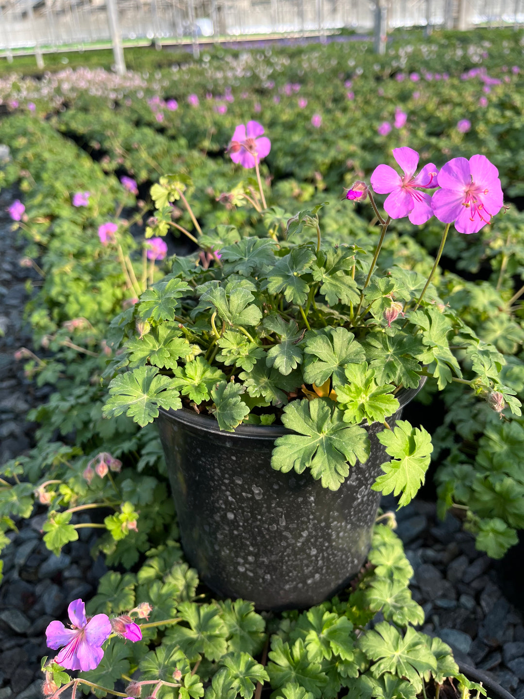 Geranium cantabrigiense 'Karmina' (Cranesbill)