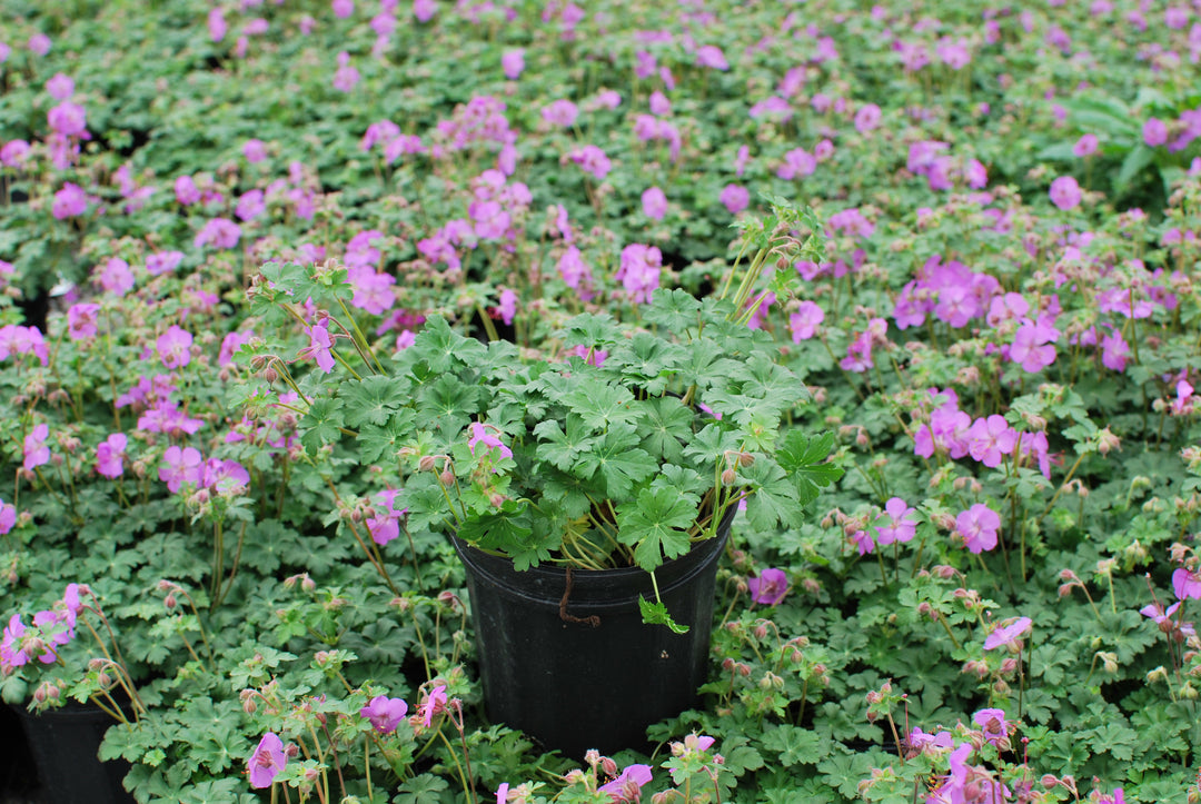 Geranium cantabrigiense 'Karmina' (Cranesbill)