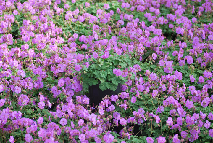 Geranium cantabrigiense 'Karmina' (Cranesbill)