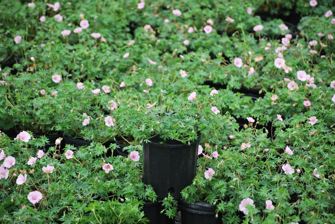 Geranium 'Lancastriense' (syn. G. sanguineum var. striatum) (Cranesbill)