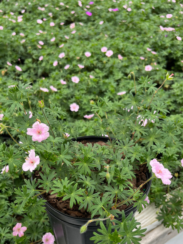 Geranium 'Lancastriense' (syn. G. sanguineum var. striatum) (Cranesbill)