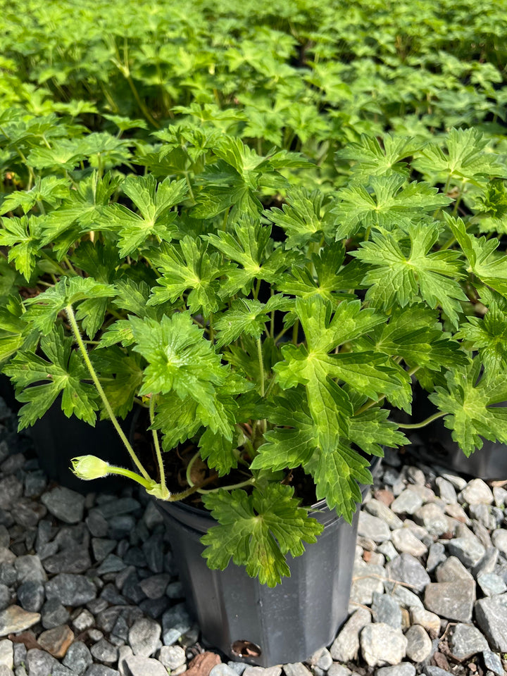 Geranium x ‘Mary-Anne’ (Cranesbill)