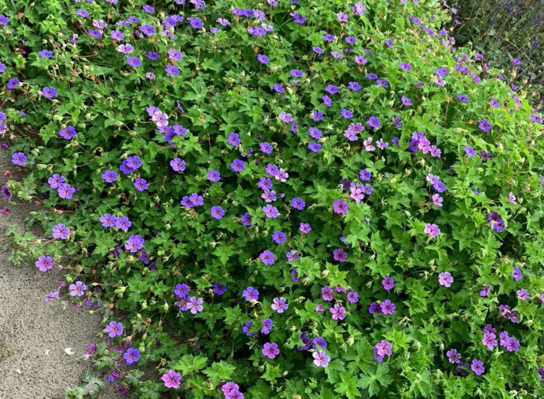 Geranium x ‘Mary-Anne’ (Cranesbill)