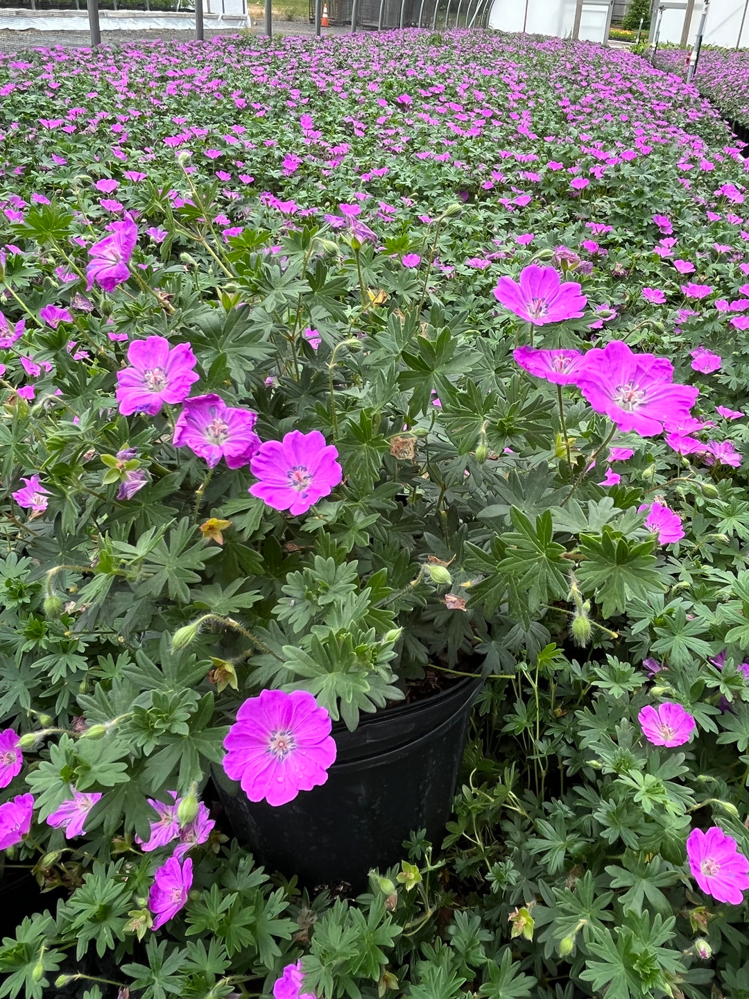 Geranium sanguineum 'Max Frei' (Cranesbill)