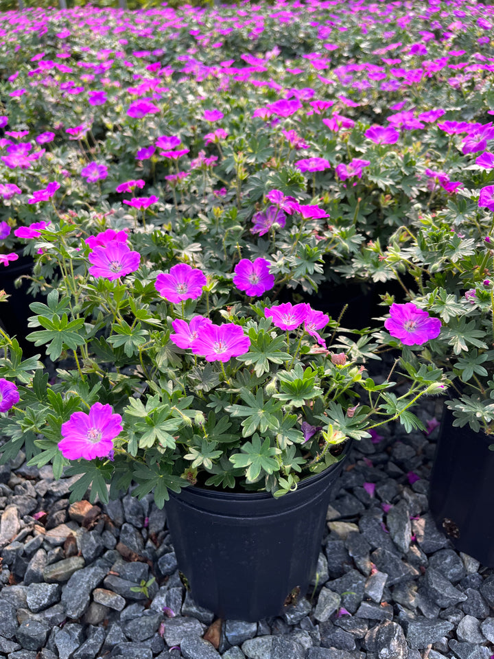 Geranium sanguineum 'Max Frei' (Cranesbill)