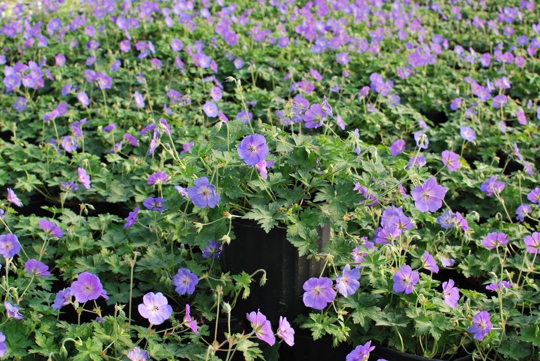 Geranium x 'Rozanne' (Cranesbill)