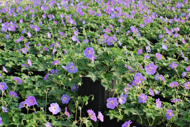 Geranium x 'Rozanne' (Cranesbill)