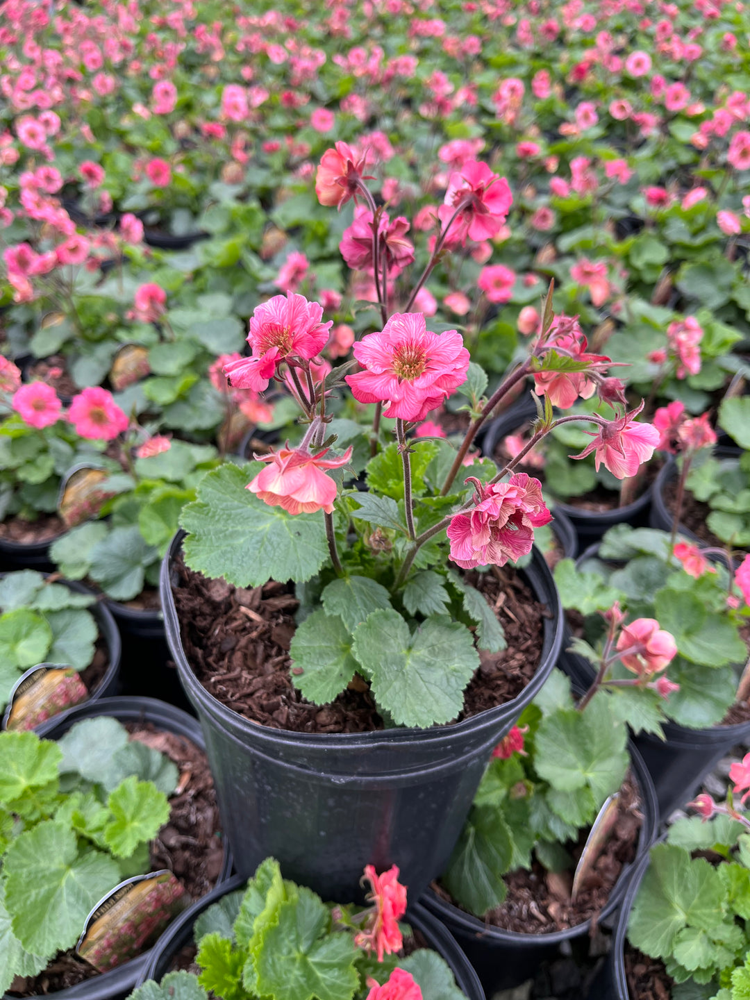 Geum Tempo™ Rose (Avens)