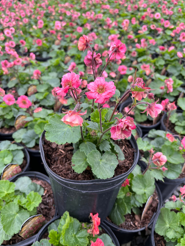 Geum Tempo™ Rose (Avens)