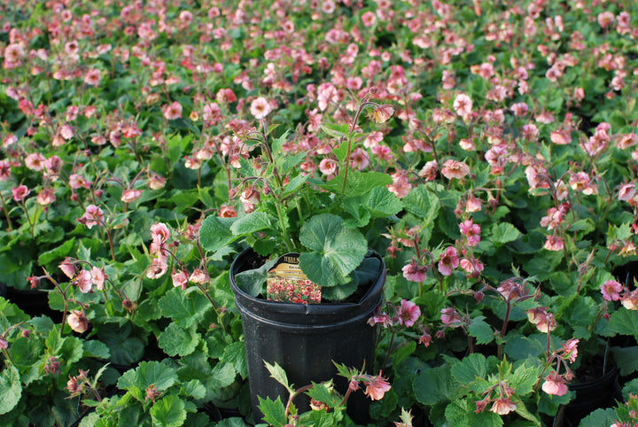 Geum Tempo™ Rose (Avens)