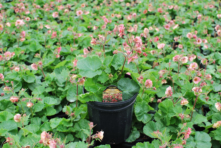 Geum Tempo™ Rose (Avens)