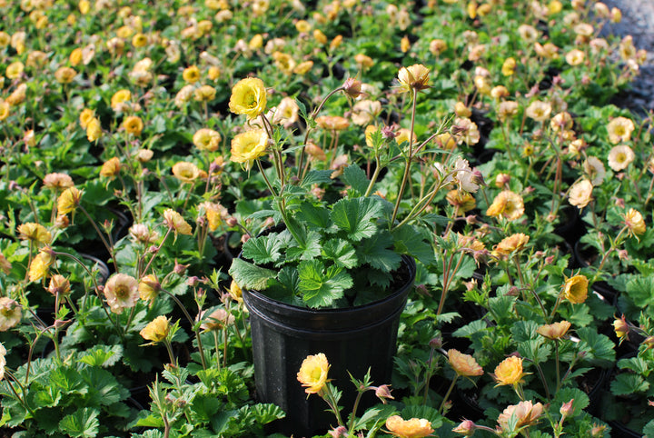 Geum Tempo™ Yellow (Avens)