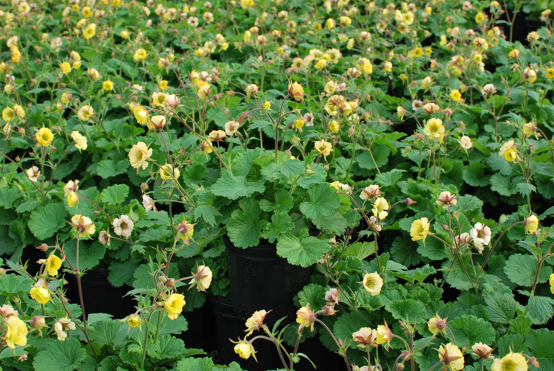 Geum Tempo™ Yellow (Avens)