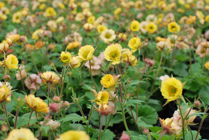 Geum Tempo™ Yellow (Avens)