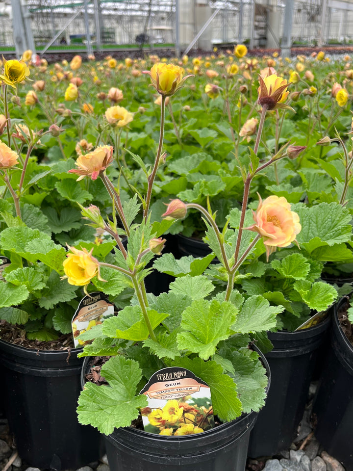 Geum Tempo™ Yellow (Avens)