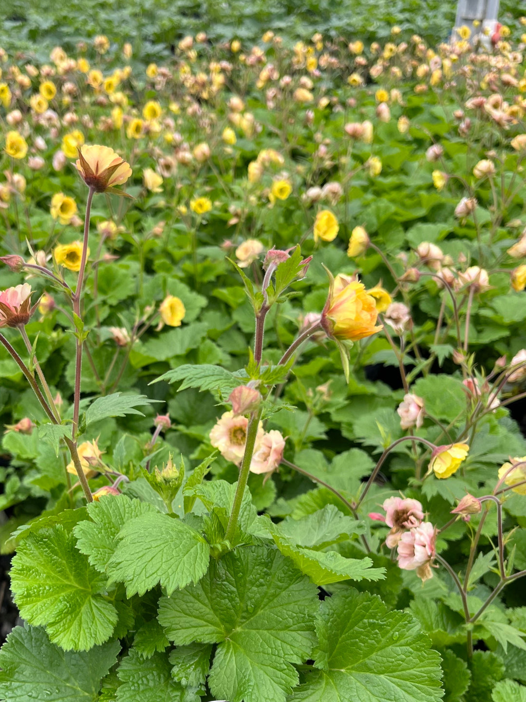 Geum Tempo™ Yellow (Avens)