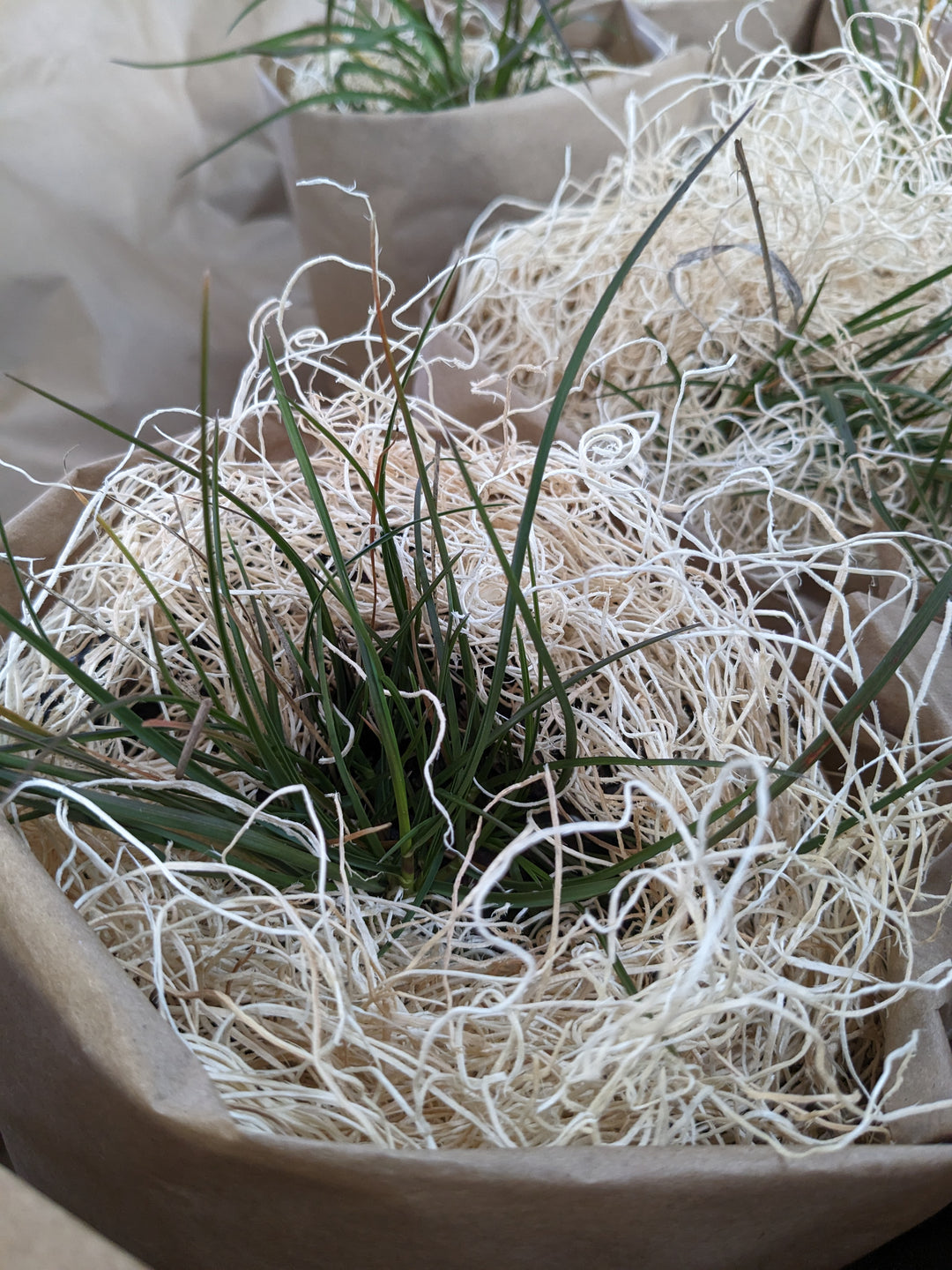 Carex laxiculmus Bunny Blue® 'Hobb' (Bunny Blue Sedge)