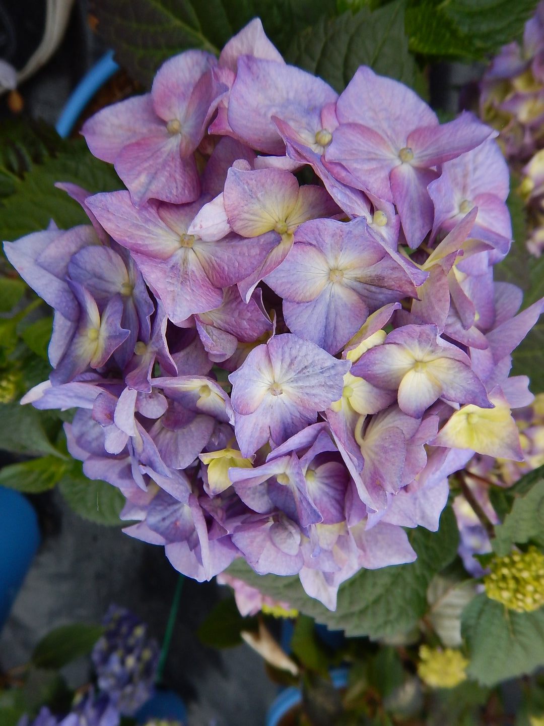 Hydrangea macrophylla BloomStruck® (Endless Summer® Mophead Hydrangea)