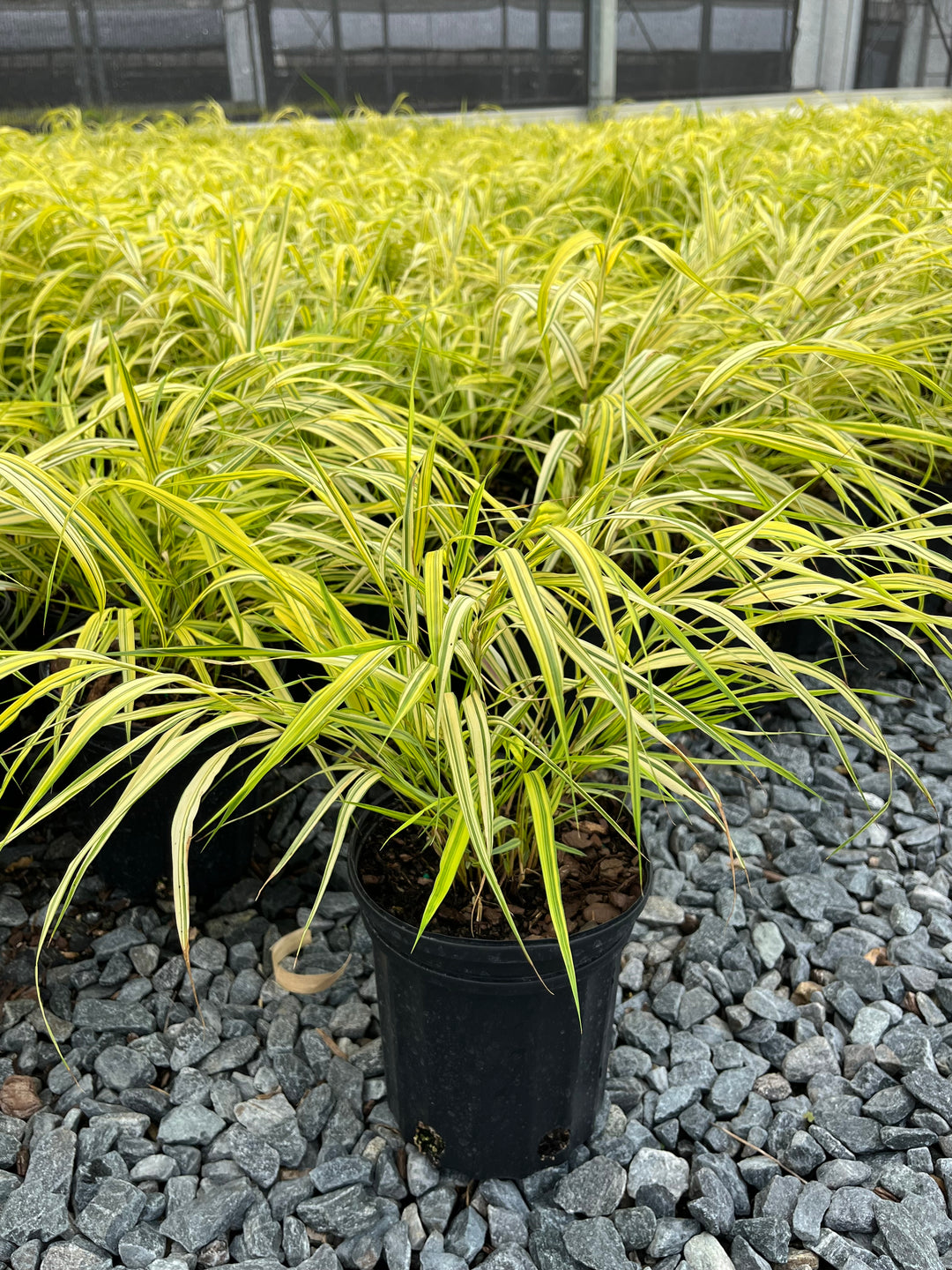 Hakonechloa macra 'Aureola' (Japanese Forest Grass/Hakone Grass)