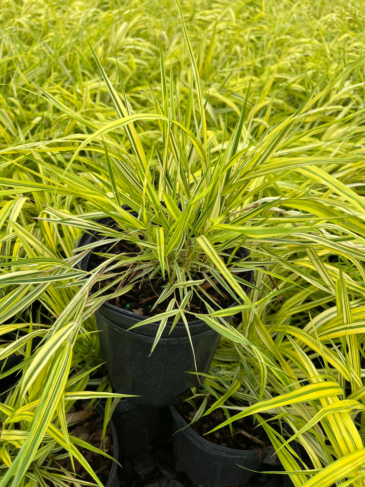 Hakonechloa macra 'Aureola' (Japanese Forest Grass/Hakone Grass)