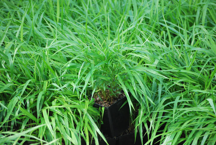 Hakonechloa macra (Japanese Forest Grass/Hakone Grass)