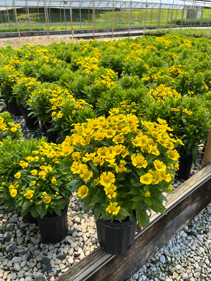 Helenium autumnale Mariachi™ 'Sombrero' (Helen's Flower, Sneezeweed)