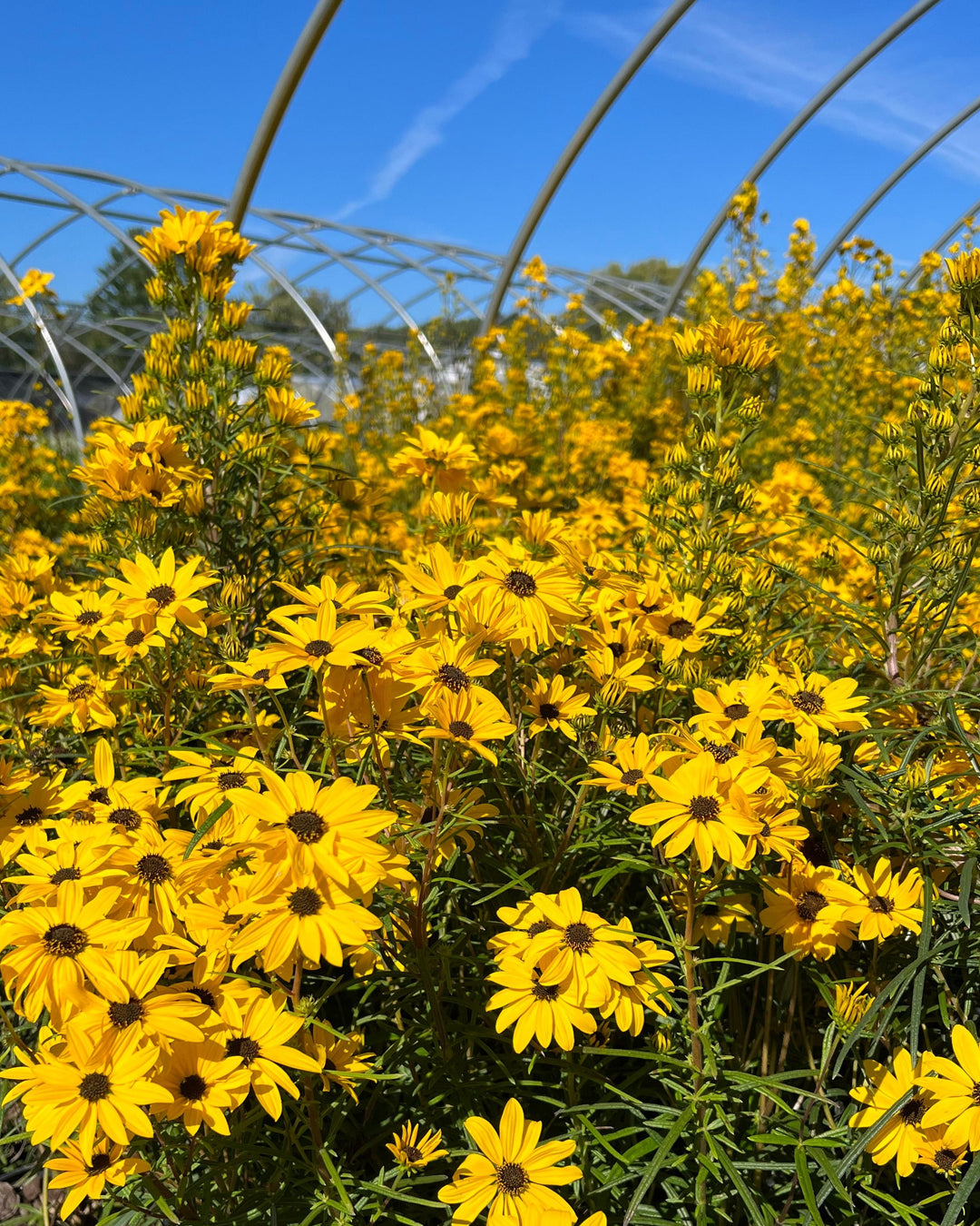 Helianthus salicifolius ‘Autumn Gold’ (Willowleaf Sunflower)