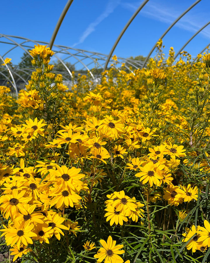 Helianthus salicifolius ‘Autumn Gold’ (Willowleaf Sunflower)