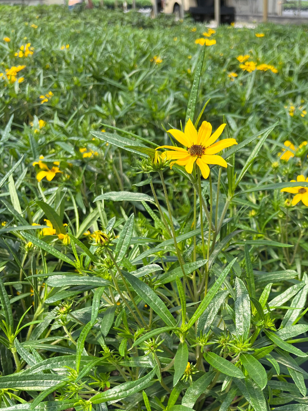 Helianthus salicifolius ‘Autumn Gold’ (Willowleaf Sunflower)