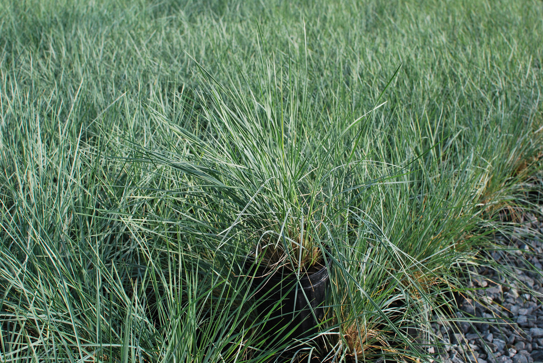 Helictotrichon sempervirens (Blue Oats Grass)