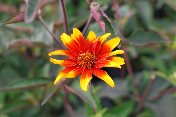 Heliopsis helianthoides var. scabra 'Burning Hearts' (False Sunflower)